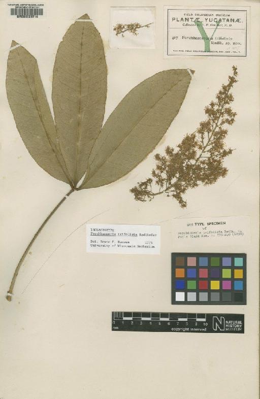 Forchhammeria trifoliata Radlk. - BM000629714