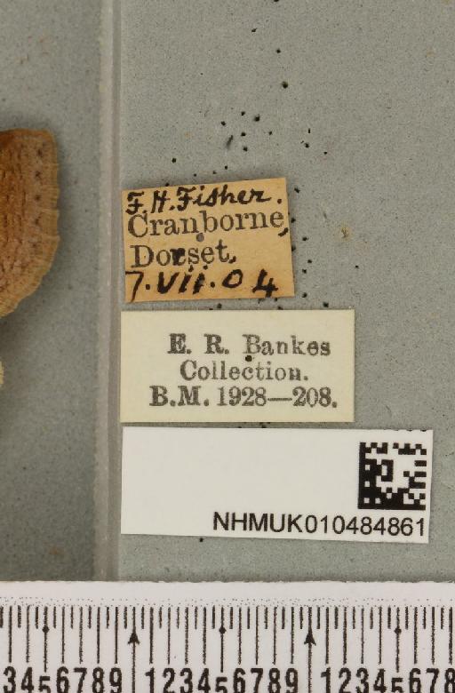 Lygephila pastinum ab. ludicra Haworth, 1809 - NHMUK_010484861_label_540809