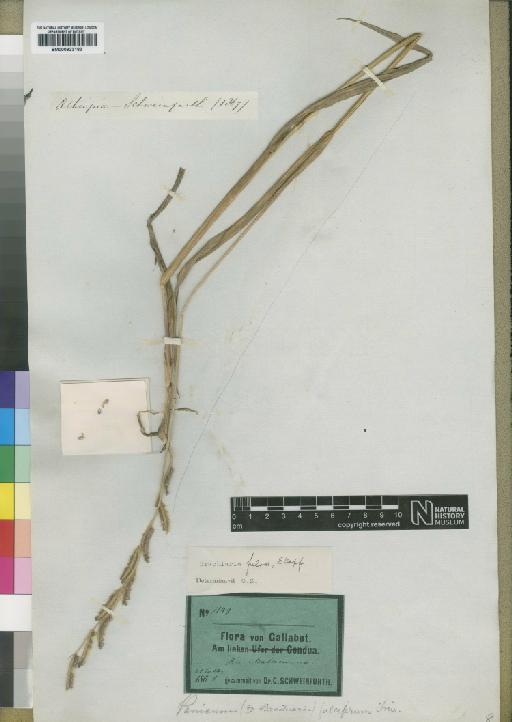 Brachiaria jubata (Fig. & De Not.) Stapf - BM000923183