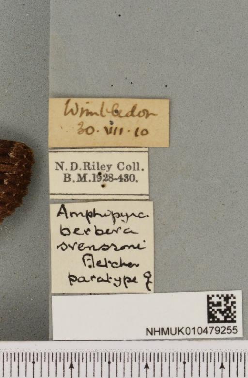 Amphipyra berbera svenssoni Fletcher, D.S., 1968 - NHMUK_010479255_label_571650