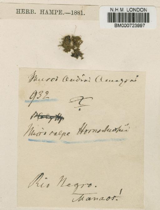 Trichosteleum ambiguum (Schwägr.) Paris - BM000723997