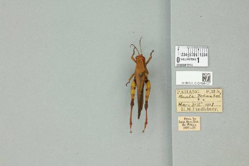 Xenocatantops humilis humilis (Serville, 1838) - 012498407_73415_91513