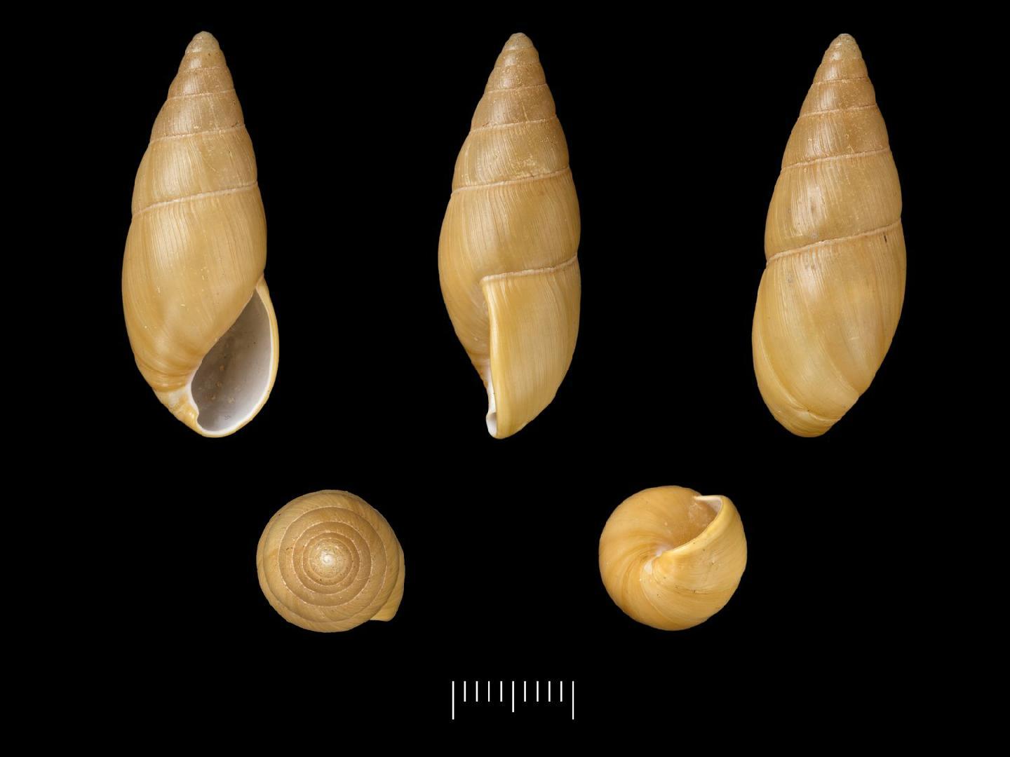 To NHMUK collection (Achatina (Homorus) monacha Morelet, 1886; SYNTYPE(S); NHMUK:ecatalogue:7785536)