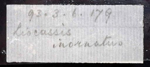 Liocassis inornatus Boulenger, 1894 - 1893.3.6.179; Liocassis inornatus; image of jar label; ACSI project image