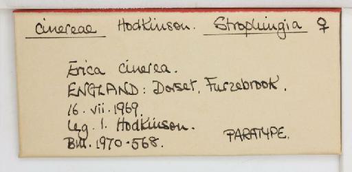 Strophingia cinerea Hodkinson, 1971 - 013471581_additional
