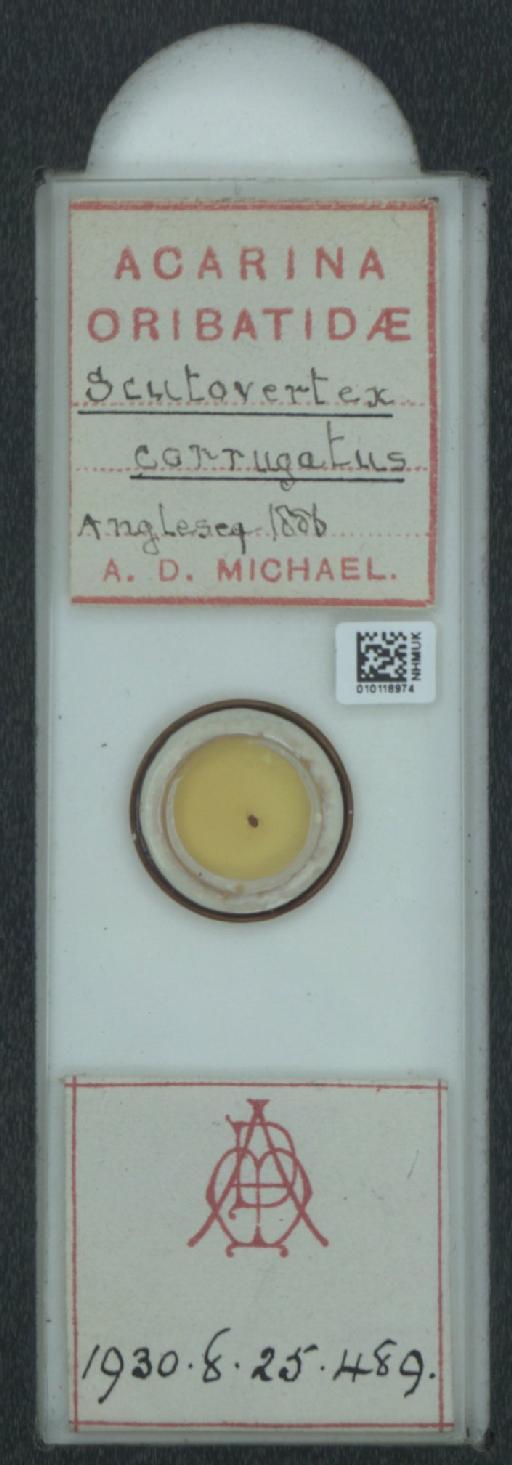 Scutovertex corrugatus A.D. Michael, 1888 - 010118974_128155_548572