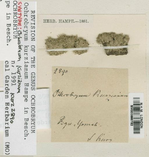 Ochrobryum kurzianum Hampe - BM000866782