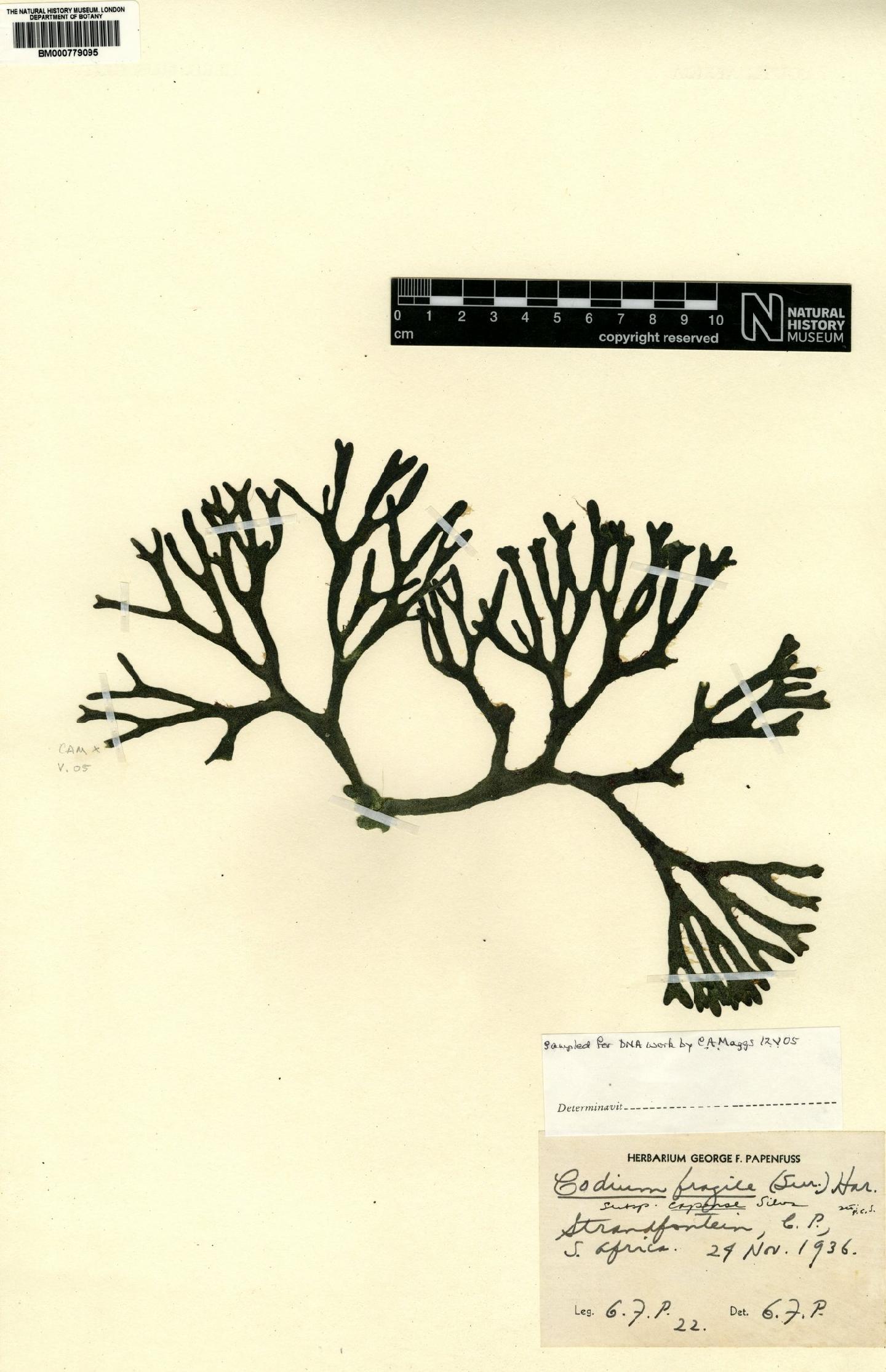 To NHMUK collection (Codium fragile subsp. papenfussii Maggs; Holotype; NHMUK:ecatalogue:7981010)