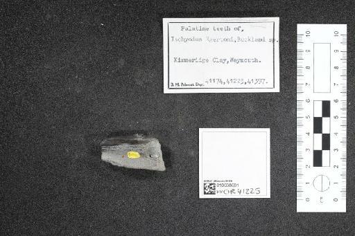 Ischyodus egertoni infraphylum Gnathostomata Buckland, 1835 - 010038601_L010040998