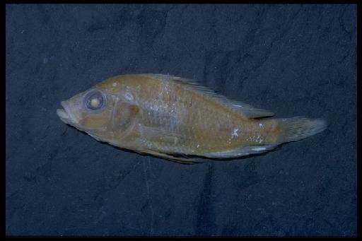 Haplochromis loati Greenwood, 1971 - Haplochromis loati; 1938.1.13.1