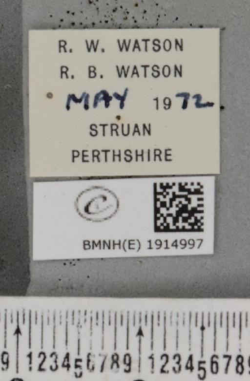 Ematurga atomaria (Linnaeus, 1758) - BMNHE_1914997_label_487408