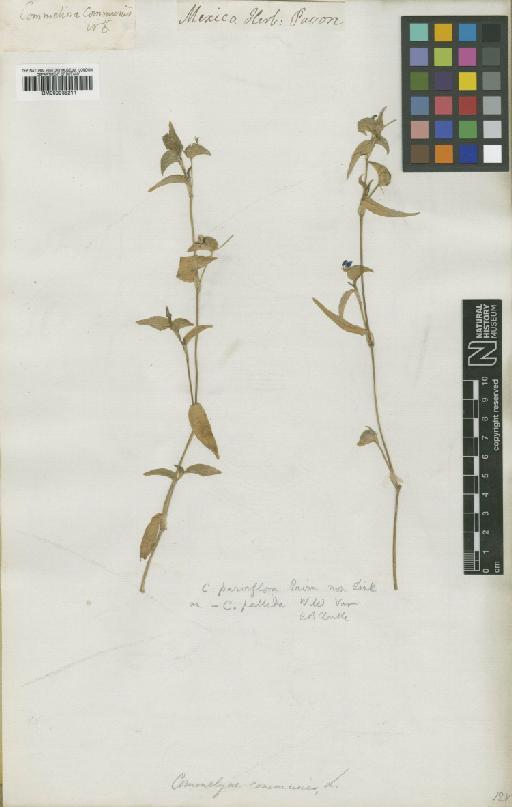 Commelina pallida Willd. - BM000938211