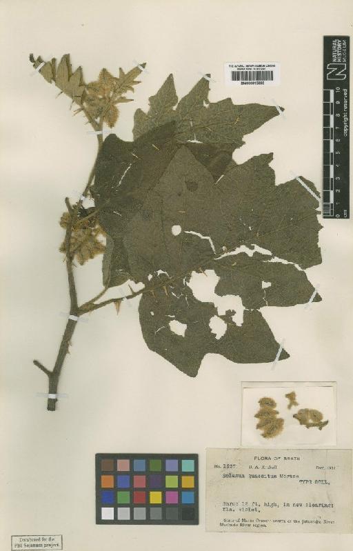 Solanum quaesitum Morton - BM000815895