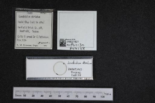 Lonchidion striatum Patterson, 1966 - 010021821_L010040362