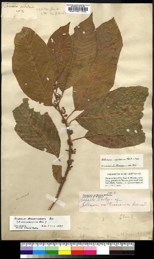 Solanum nigricans M.Martens & Galeotti - Spruce - BM000579641