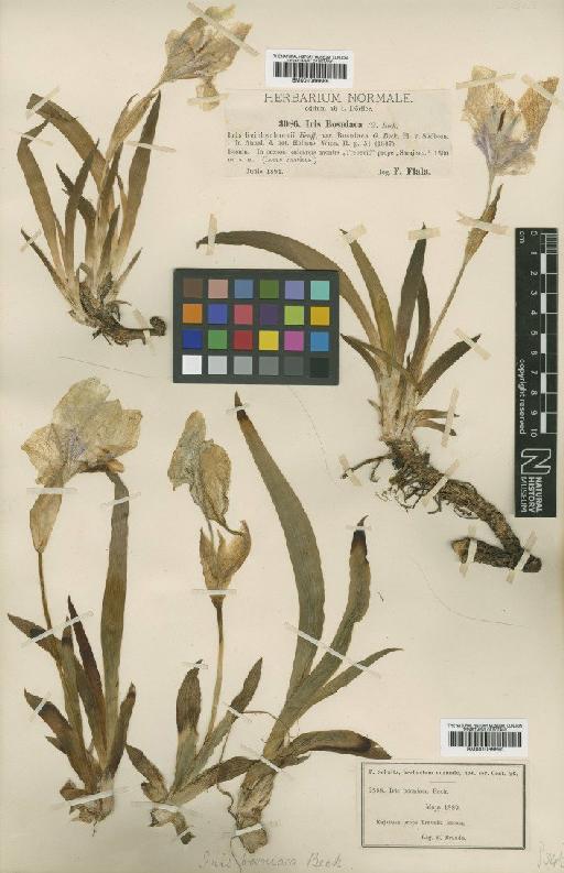 Iris reichenbachii Heuff. - BM001066690