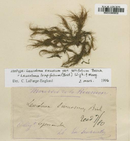 Leucoloma longifolium (Brid.) Wijk & Margad. - BM000965902