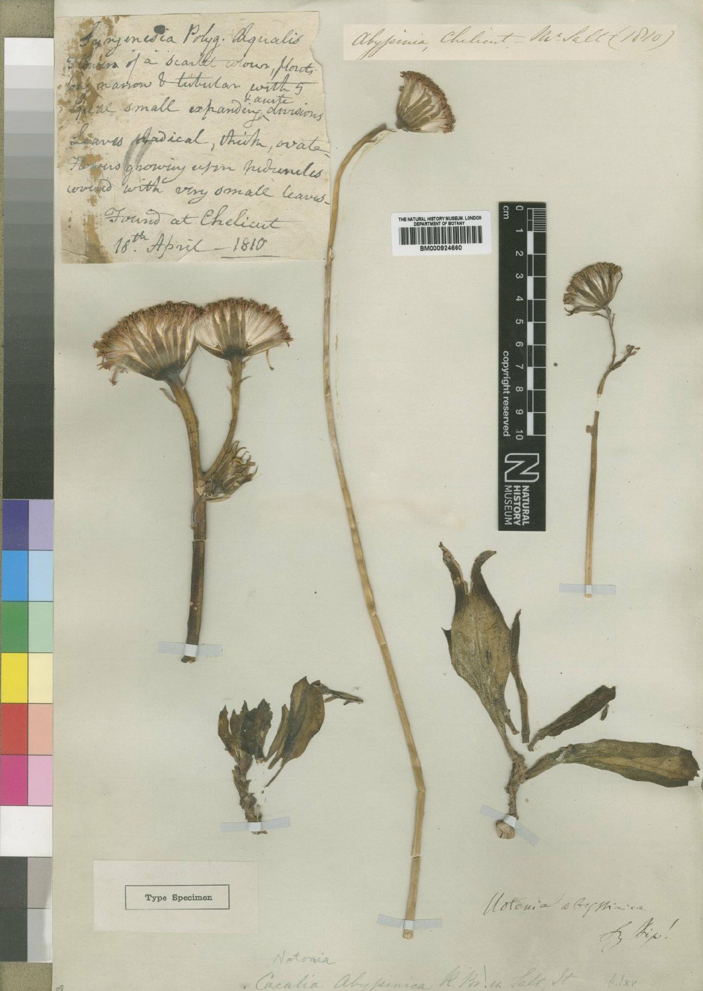 To NHMUK collection (Notonia abyssinica A.Rich.; Type; NHMUK:ecatalogue:4529670)