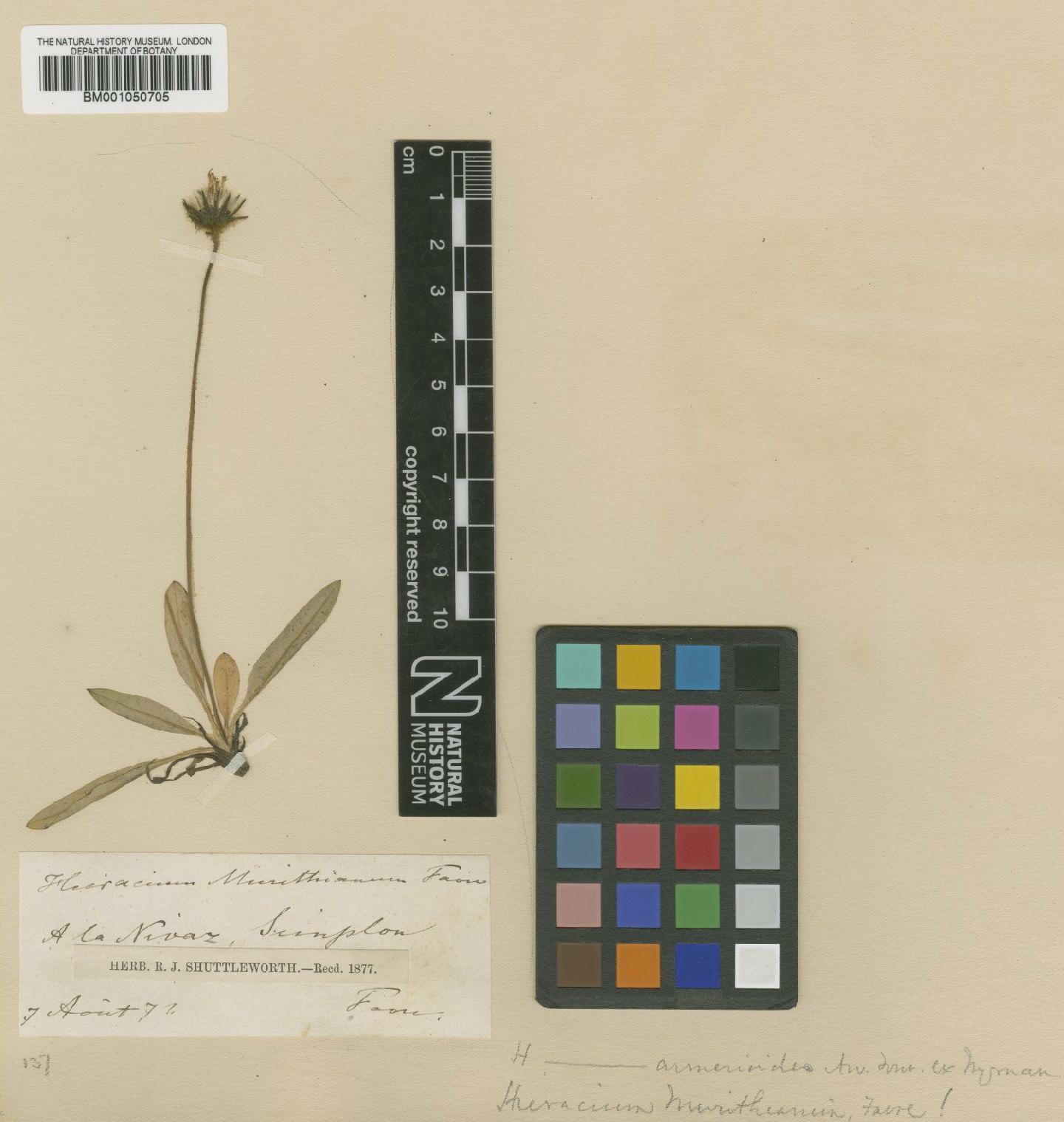 To NHMUK collection (Hieracium armerioides Arv.-Touv.; TYPE; NHMUK:ecatalogue:2398191)