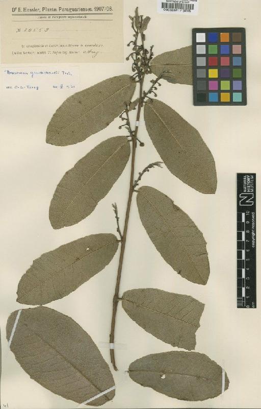 Brosimum gaudichaudii Trécul - BM000526817