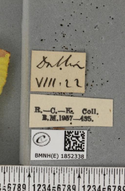 Opisthograptis luteolata ab. quadrilineata Nordström, 1941 - BMNHE_1852338_label_427802
