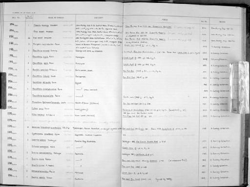 Mitra insignis A. Adams, 1853 - Zoology Accessions Register: Mollusca: 1962 - 1969: page 157