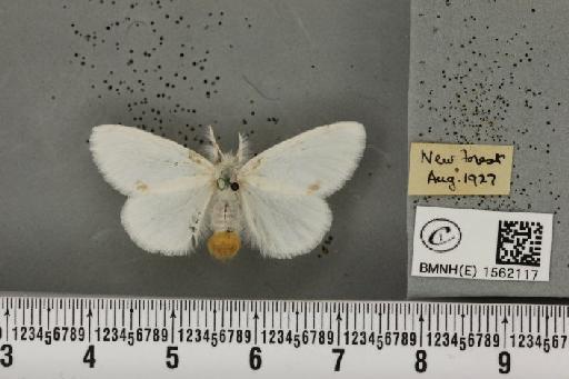 Euproctis similis (Fuessly, 1775) - BMNHE_1562117_254153