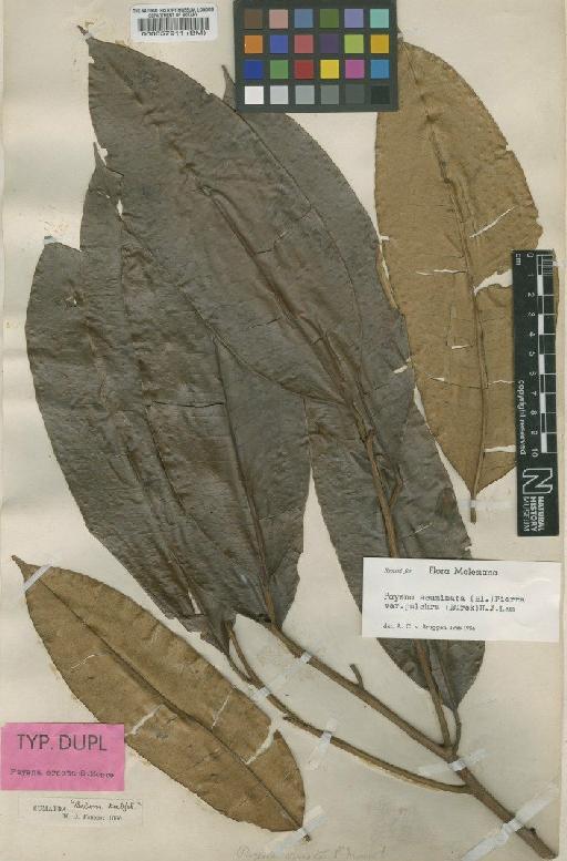 Payena acuminata var. pulchra (Burck) A.Bruggen - BM000057911