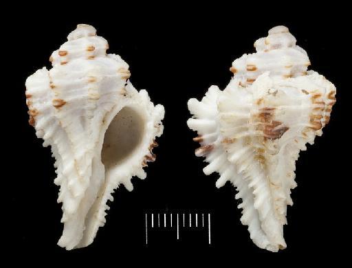 Murex octogonus Sowerby, 1859 - 1974062