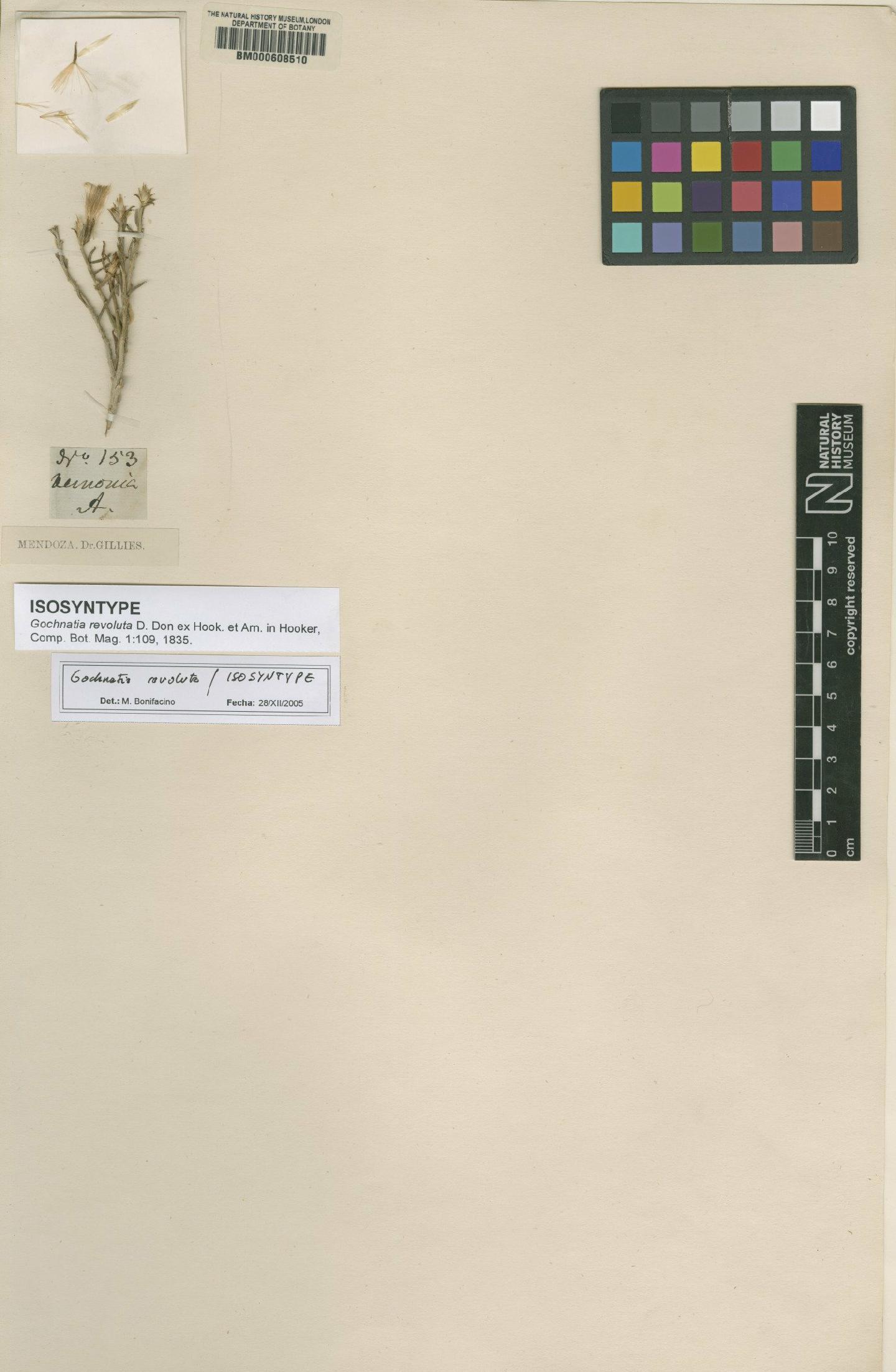 To NHMUK collection (Gochnatia revoluta D.Don ex Hook. & Arn.; Isosyntype; NHMUK:ecatalogue:4983666)