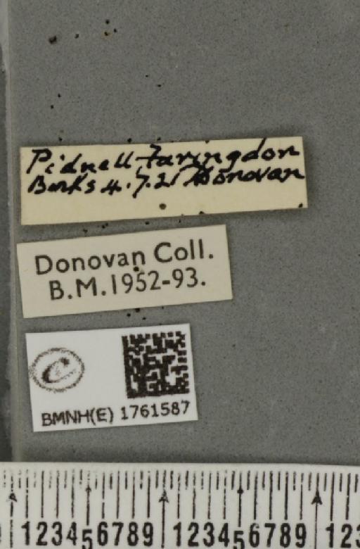 Gandaritis pyraliata (Denis & Schiffermüller, 1775) - BMNHE_1761587_label_345180