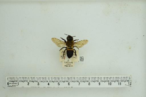 Megachile monticola Smith, F., 1853 - 013379845_ NHMUK-Megachile_ monticola-type-female_1