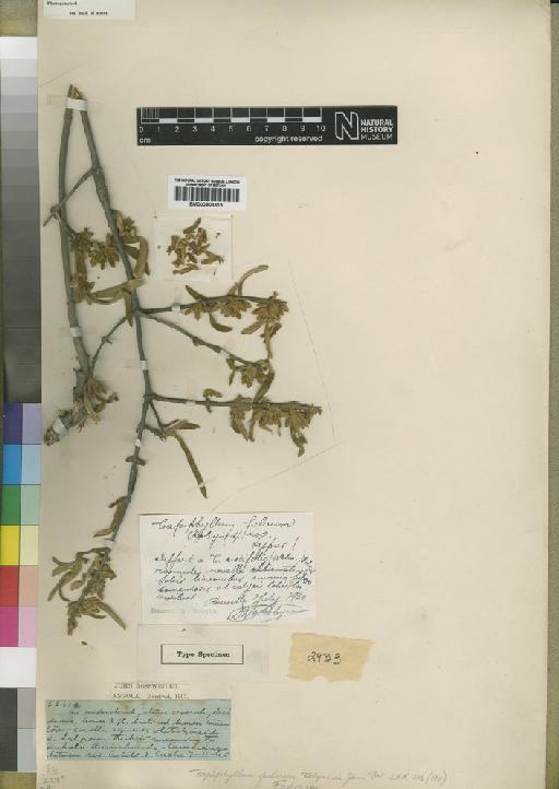 Tapiphyllum pilosum Robyns - BM000903315