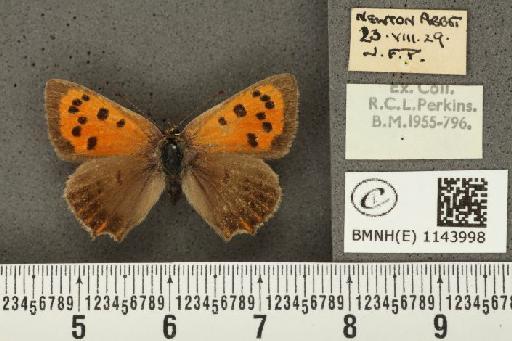 Lycaena phlaeas eleus (Fabricius, 1798) - BMNHE_1143998_108796