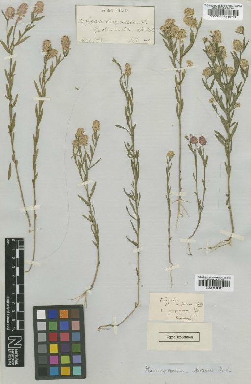 Polygala sanguinea L. - BM001042611