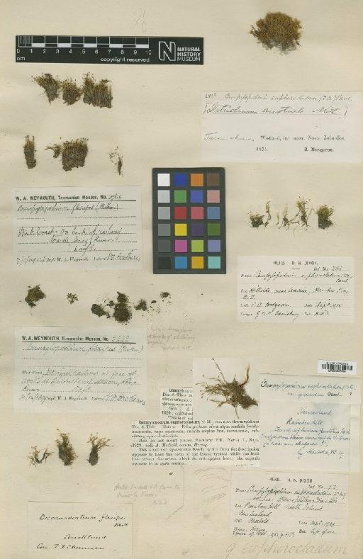 Campylopodium medium (Duby) Giese & J.-P.Frahm - BM000965695_a