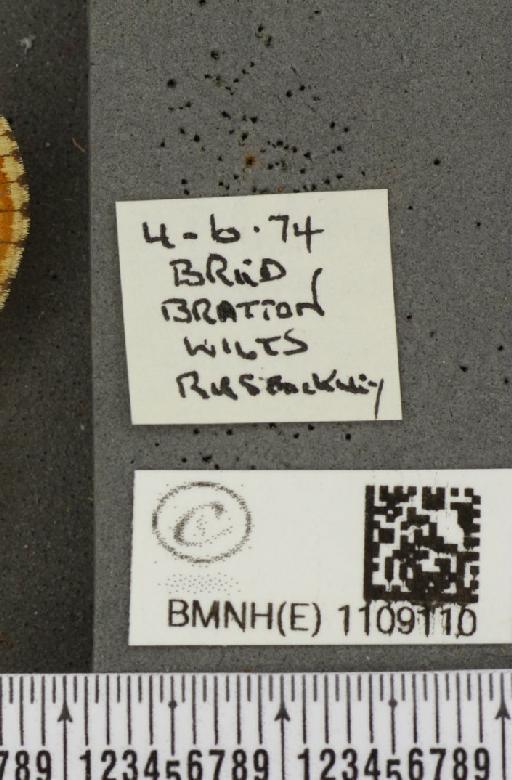 Euphydryas aurinia (Rottemburg, 1775) - BMNHE_1109110_label_50696