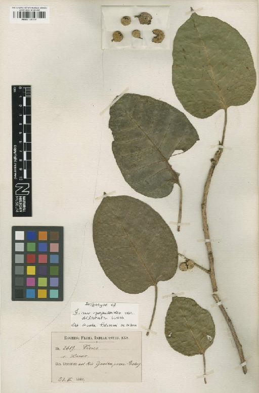 Ficus citrifolia Mill - BM001125110