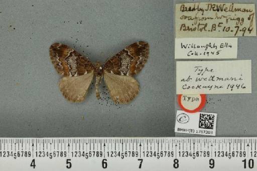 Dysstroma truncata truncata ab. wellmani Cockayne, 1946 - BMNHE_1767203_349543