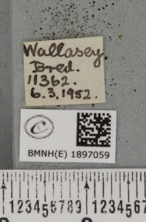 Lycia zonaria britannica (Harrison, 1912) - BMNHE_1897059_label_460002