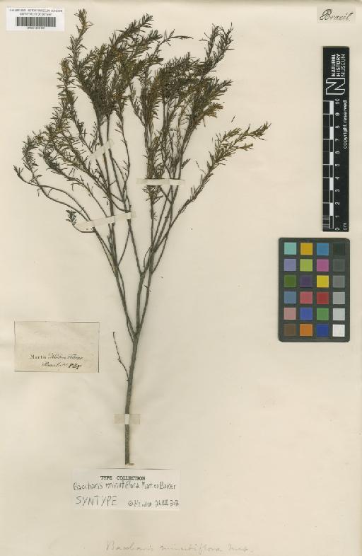 Baccharis minutiflora Mart. ex Baker - BM001209108