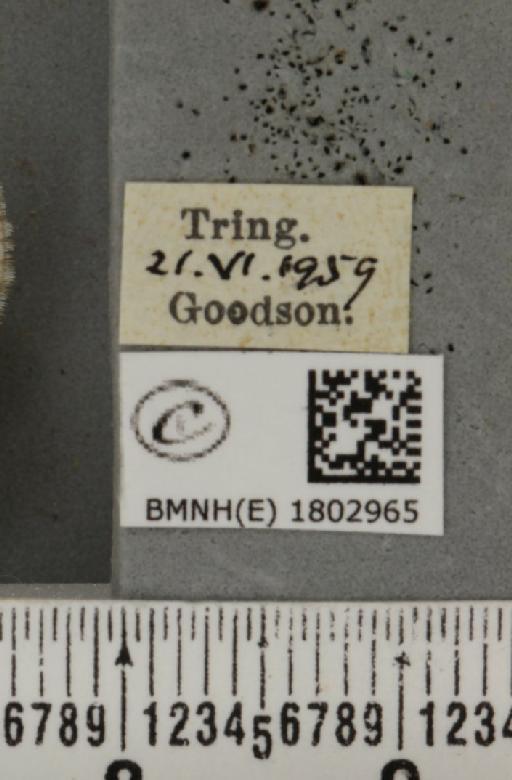 Perizoma albulata albulata (Denis & Schiffermüller, 1775) - BMNHE_1802965_label_375593