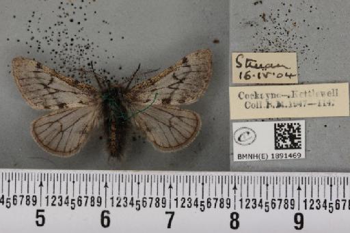 Lycia lapponaria scotica (Harrison, 1916) - BMNHE_1891469_458778