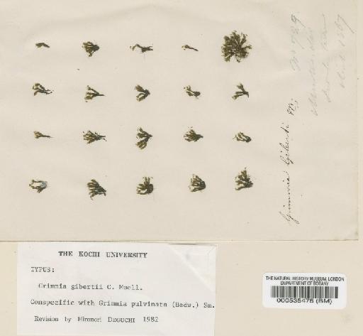 Grimmia pulvinata var. africana (Hedw.) Hook.f. & Wilson - BM000535475