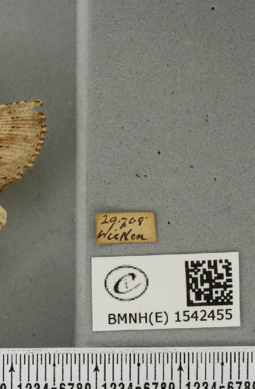 Pterostoma palpina palpina (Clerck, 1759) - BMNHE_1542455_label_246716