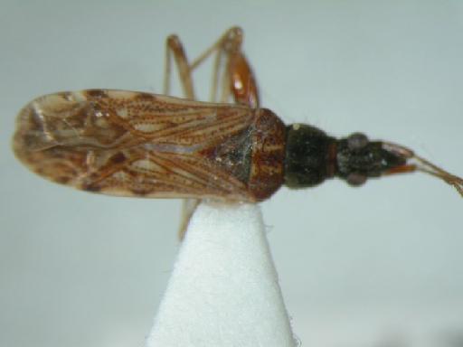 Pamerana sinae Stål - Hemiptera: Pamsin