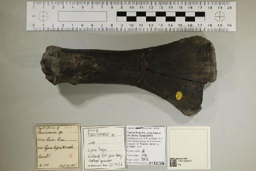 Plesiosaurus De la Beche & Conybeare, 1821 - 010035923_L010221588