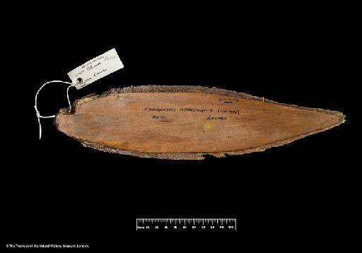 Plagusia abbreviata Gray, 1834 - BMNH 2004.11.5.2, PARALECTOTYPE, Plagusia abbreviata, lower