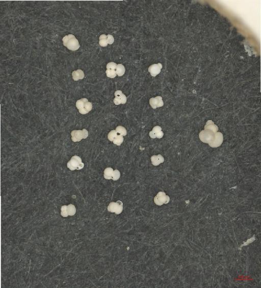 Globigerinoides ruber (d'Orbigny) - ZF6295