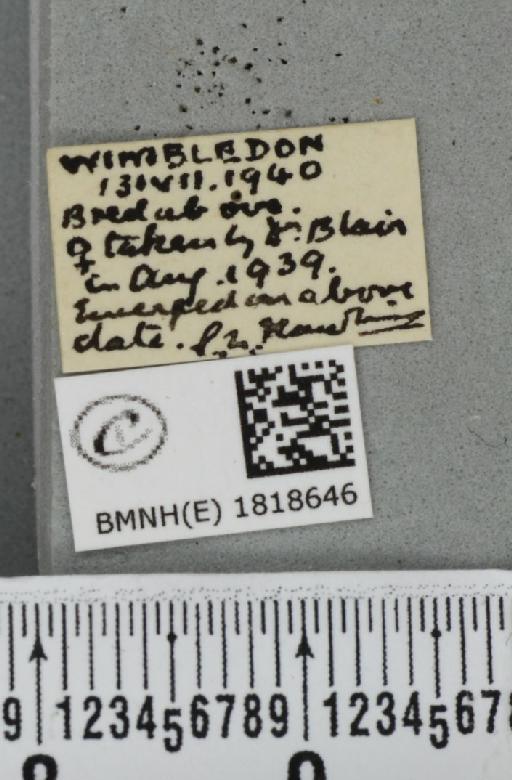 Eupithecia icterata (Stephens, 1831) - BMNHE_1818646_label_393706